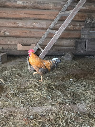 An adult male rooster is depicted standing on a floor covered in dry straw and dirt within a log structure in Уром, Russia. The rooster exhibits prominent reddish-brown and orange plumage over its body, a bright red comb and wattle, and black, iridescent tail feathers with white markings at their base. Its left leg is partially lifted, suggesting a walking motion. The background features a wall constructed from horizontal rough-hewn wooden logs. A weathered wooden ladder leans against this wall on the right side of the frame, extending upwards and out of view. A small, light-colored wooden crate, bearing the marking "20," rests on a lower log segment against the wall on the left. Additional cut wooden blocks and a cylindrical log section are present on the floor near the walls.