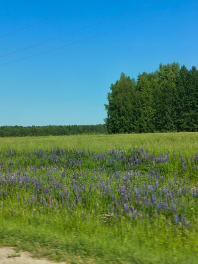 A wide-angle, slightly blurry outdoor shot depicts a vibrant green field under a clear blue sky in Makaryev, Russia. In the foreground, a dense patch of purple lupine flowers stretches across the field, their tall spikes creating a textured carpet of color. The middle ground is a vast expanse of green grass, dotted with more scattered lupines. Beyond the field, a line of lush green trees forms a natural border, with a taller cluster of birch trees on the right side of the frame. Three thin, dark wires are stretched horizontally across the upper portion of the sky, suggesting the presence of power lines. The overall impression is one of a peaceful rural landscape on a sunny day.