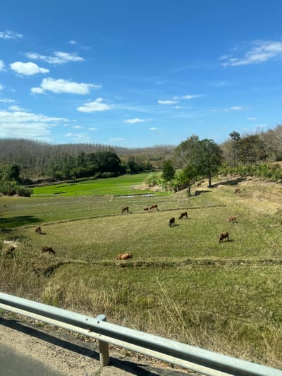 A rural scene showcases a vibrant blue sky dotted with clouds, contrasted by a field where cattle graze. The land is a mix of green rice paddies and grassy areas, bordered by a line of trees. A roadside barrier is visible in the foreground, suggesting a view from a vehicle. The landscape gives a sense of rural tranquility.