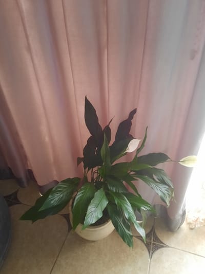 The image shows a potted peace lily plant with two white blooms and lush green leaves. The plant is positioned on a tiled floor, with a cream-colored pot visible. Behind the plant, a section of light pink curtains is draped, creating a soft backdrop. Sunlight streams in from the top right, illuminating the scene and casting shadows from the plant onto the curtains. The lighting suggests it could be daytime. The tiles on the floor have a patterned design, with a diamond motif in a darker shade against a lighter, sandy-toned background. A dark, blurred object, possibly a piece of furniture or clothing, is visible at the bottom edge of the frame. The overall setting appears to be indoors, likely in a home. There is no visible text in the image.