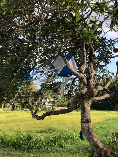 In Pilana, Sri Lanka, a blue and white kite hangs from a gnarled tree branch. The kite's tail, made of white and blue streamers, flutters in the breeze. The tree, with its rough bark and twisted limbs, is covered in lush green leaves. Beyond the tree, a field of tall green grass stretches towards a road where a car is visible. In the background, buildings and palm trees complete the tropical landscape. The sky is a clear blue.
