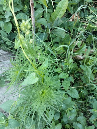 The image shows a close-up view of lush green vegetation, including grass and broad leaves, growing in an outdoor setting. A thin, vertical brown stem, possibly from a small sapling or weed, is centrally located in the upper half of the image, with a thin yellow vine coiled around it. The foreground is dominated by feathery, bright green foliage that appears to be the top of a plant with developing flower buds. The background consists of a dense mix of various green plants and leaves, with a hint of dry leaves and soil visible. The ground is partially visible on the left side, appearing to be rough concrete or gravel. The lighting suggests it is daytime, with soft, natural light illuminating the scene. The image quality is slightly soft, with a shallow depth of field, focusing attention on the central plant. The scene is devoid of any people or animals. The provided context of Kudashivka, Ukraine, suggests a rural or semi-rural environment with natural growth.