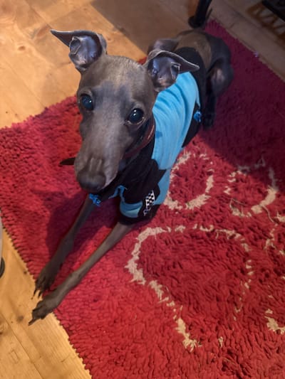 An Italian Greyhound dog, predominantly grey in color, is positioned on a red shag rug with a patterned design. The dog is wearing a blue and black garment. Its front paws are extended forward, and its head is turned towards the camera. The background consists of a wooden floor. There is no indication that this scene is located in Lyady, Russia.