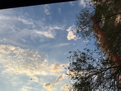 A low-angle shot captures a segment of a modern, multi-story building with a red facade, partially obscured by the dark silhouette of tree branches and foliage. The sky above is a gradient of pale blue to lighter hues near the horizon, dotted with scattered clouds. Some clouds are tinged with warm, golden light, suggesting either sunrise or sunset. Several small birds are visible in flight against the sky. The scene appears to be an outdoor urban environment in Zhovte, Ukraine.