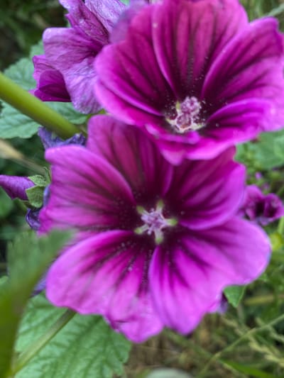 The image displays a close-up, macro view of several vibrant purple mallow flowers in bloom. The flowers are the primary subjects, with their delicate petals unfurling and revealing intricate patterns. Darker veins radiate from the center of each bloom, creating a striking contrast against the bright purple hue. Small, light-colored specks, possibly dew or pollen, are visible on the petals. The central parts of the flowers feature a cluster of lighter, almost white stamens.
The setting is a garden or natural outdoor environment, indicated by the presence of green foliage and stems in the background, which are slightly blurred due to the shallow depth of field. One prominent green stem runs vertically through the lower right portion of the frame, supporting the flowers. A small, closed purple bud is also visible, hinting at the ongoing growth and blooming process.
The lighting suggests it could be daytime, possibly overcast or in soft natural light, as there are no harsh shadows. The overall mood is one of natural beauty and tranquility, focusing on the intricate details of the flowers. No people or text are visible in the image. The location context of Vasylky, Ukraine, places this scene in a specific geographical and cultural setting, though this is not visually evident from the image itself.