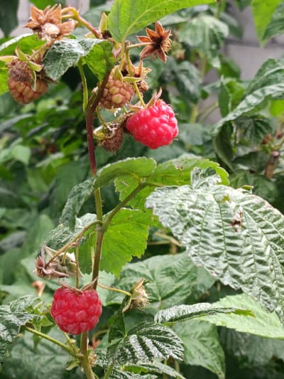 A close-up, eye-level, outdoor shot showcases a raspberry bush with two ripe red raspberries. The bush has green leaves and thorny stems. In the background, more green leaves and some withered brown flowers are visible. The lighting suggests an overcast day. There are no people or animals present. The image was taken in Kyzyl Suu, Kyrgyzstan.