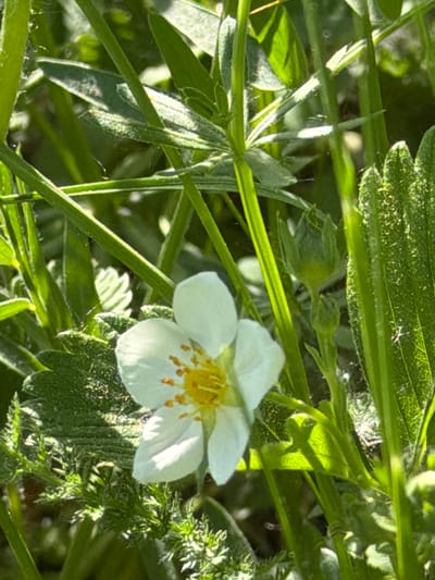 The image depicts a close-up view of a wild strawberry plant, likely in a natural setting within the city of Oreshniki, Russia. The primary subject is a white strawberry flower with a yellow center, surrounded by green foliage. The leaves are textured, and there are thin blades of grass intermingling with the plant. The lighting appears to be natural sunlight, casting shadows and highlights across the scene. No people or interactions are visible. The environment seems to be a garden or field with dense vegetation.