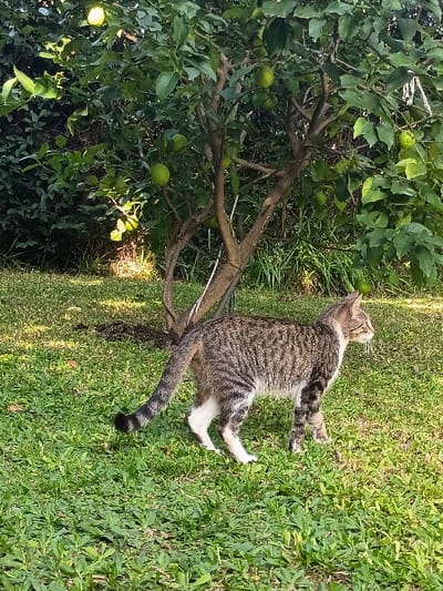 The image shows a tabby cat with white markings standing in a grassy area. The cat is facing away from the camera, looking to its right. It has a long tail, which is curled up beneath its body. The cat is standing in a green grassy area with a lemon tree in the background. There are no other animals or people in the image. The lemon tree has several unripe lemons hanging from its branches. The image was taken in the city of El Talar, Argentina, at coordinates: -34.473, -58.639.