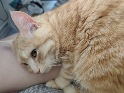 An orange tabby cat rests its head on a person's arm. The cat's fur is striped with darker orange. Its eyes are open and looking down. The person's arm is pale and smooth. The background is blurred and out of focus, with hints of furniture and other objects. The scene appears to be indoors, likely in a home. The image quality is good, with sharp focus on the cat.