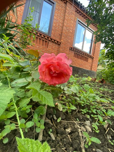 The image depicts a close-up view of a vibrant pink rose in bloom, nestled amongst lush green foliage. The rose is the central subject, its petals unfurling in a soft, inviting manner. The surrounding greenery includes various leaves and stems, some appearing as ground cover, while others reach upwards, framing the flower.
In the background, a brick building is visible, with two skylights offering a glimpse of a bright blue sky with scattered clouds. The brickwork has a distinct pattern, with a decorative zigzag motif running along the edge below the skylights. The overall scene suggests an outdoor setting, likely a garden or yard adjacent to the building.
The lighting indicates it is daytime, possibly late morning or afternoon, given the brightness of the sky. The weather appears to be clear and fair. No people are visible in the image. The texture of the soil and fallen leaves is also evident in the lower left portion of the frame. The orientation of the image is such that the rose and foliage are in the foreground, with the building receding into the upper right background. The presence of the building with modern skylights, combined with the natural elements of the garden, creates a juxtaposition of the man-made and the natural. The mood is serene and appreciative of nature's beauty. There is no visible text in the image.