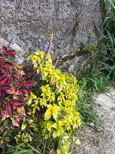 The image displays an outdoor scene in Koipa, Papua New Guinea, focused on vegetation adjacent to a retaining wall. The foreground features two distinct ornamental plants. On the left, a plant with broad, variegated leaves exhibits dark red-purple and bright yellow-green coloration. Immediately to its right, a bush with predominantly bright yellow-green leaves stands, from which several stalks bearing small purple inflorescences extend vertically. Sparse green foliage, including tall grass blades, is visible on the right periphery. The background consists of a rough, dark grey, vertical surface, consistent with a concrete wall or natural rock, displaying areas of lighter mineral deposits and dark moisture streaks. The lower right foreground shows a patch of exposed, uneven, grey-brown soil with minimal dry vegetation. No individuals or specific actions are depicted within the frame.