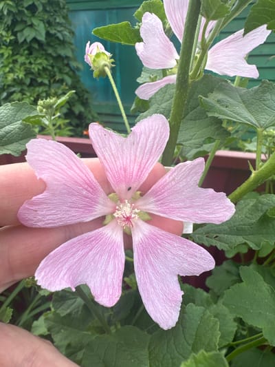 A close-up, eye-level shot focuses on a pale pink mallow flower with five notched petals, held in the foreground by a person's left hand. The flower is centrally located, with delicate veins visible on its petals and a cluster of stamens in its center. A tiny black insect is perched on one of the petals. The background features lush green foliage, a partially visible green wooden fence, and a hint of a red planter. The overall scene depicts a garden setting in Chastyye, Russia.