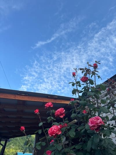 The image depicts a close-up view of a rose bush with several pink and red roses in bloom, set against a bright blue sky with wispy white clouds. The rose bush is lush with dark green leaves. In the background, a wooden structure with a dark roof and exposed beams is visible, along with a white brick wall. The scene appears to be outdoors, possibly in a garden or yard. There are no people visible in the image. The location is identified as Каменномостский, Russia.