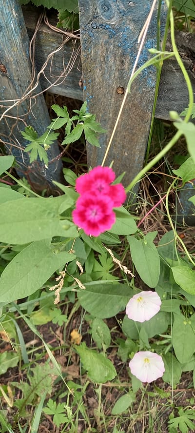 The image captures a close-up view of wildflowers growing near a weathered, blue-painted wooden fence. The fence appears to be constructed from rough-hewn planks with visible knots and cracks, showing signs of age and exposure to the elements. In the foreground, a cluster of vibrant pink flowers is in sharp focus, their delicate petals layered and bright against the surrounding greenery. To the right and lower down, two pale pink, bell-shaped flowers are also visible, adding a contrasting element to the floral display. Lush green leaves, some with serrated edges, form a dense backdrop for the blooms. Scattered throughout the scene are blades of dry grass and other low-lying vegetation, suggesting a naturalized or wild garden setting. The overall impression is one of natural beauty thriving in an unmanicured environment, with the aged fence providing a rustic backdrop. The location is identified as Тоқушы ауылдық округі, Kazakhstan.