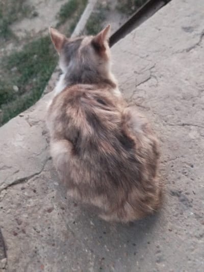 A short-haired cat with a mottled brown and white coat is sitting on a rough, light-colored concrete surface. The cat is facing away from the camera, with its head turned slightly to the left. Its tail is not visible. The background is out of focus, showing a patchy area of green grass and more of the concrete surface. A dark, cylindrical object, possibly a pole or railing, runs diagonally across the upper right portion of the image. The scene appears to be an outdoor, possibly urban or semi-urban, environment.