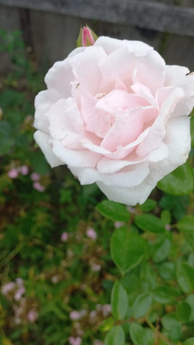 A close-up, slightly blurry, vertical shot showcases a pale pink rose in full bloom. The rose's petals are layered and soft, with a delicate blush of color that deepens towards the center. Behind the rose, a single, unopened pink bud is visible. The background consists of lush green foliage, with some smaller, blurred pink flowers scattered among the leaves. A weathered, gray fence runs horizontally across the top of the frame, suggesting an outdoor setting, possibly a garden in or near Стрэшынскі сельскі Савет, Belarus. The lighting appears overcast, contributing to the soft focus and muted colors of the scene. No people are present in the image.