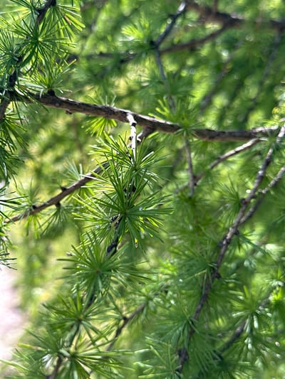 The image is a close-up, vertical shot of a coniferous branch, likely a larch tree, with its needles. The needles are bright green and densely packed, radiating outwards from the branch in clusters. The branches themselves are thin and dark brown, some with visible texture. The background is a blur of green, suggesting more foliage and possibly sunlight filtering through. There are no people or animals visible. The scene is natural and appears to be outdoors. The image was taken in Reitdorf, Austria.