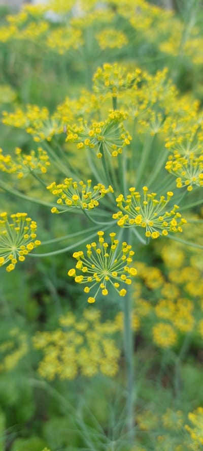 The image is a close-up, vertical shot of a dill plant with its characteristic umbrella-shaped yellow flowers in bloom. The flowers are small and clustered, with many individual florets radiating outwards. The background is a soft blur of green foliage and more yellow blooms, suggesting a field or garden setting. The lighting is natural and diffused. There are no people or animals visible in the image. The scene depicts a natural element of flora, likely in an outdoor setting within the city of Vichuga, Russia.