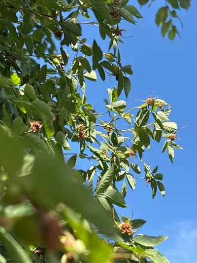 This media file shows a close-up, low-angle shot of the branches and leaves of a plant against a clear blue sky. The subjects are the plant's foliage, which is predominantly green, and some developing or dried rose hips. The leaves are serrated and appear to be compound. Several small, green rose hips are visible, along with some dried, spiky remnants of past blooms or developing hips. A delicate strand of spiderweb is also visible in the center of the frame.
The scene is set outdoors, with the bright blue sky suggesting a clear day. The quality of light, with distinct shadows on the leaves, indicates it is likely daytime, possibly late afternoon or morning due to the angle of the sun. There are no people or distinct objects other than the plant and the sky. The setting is natural, likely a garden or wild area. No text is visible in the image. The overall mood conveyed is natural and serene, with a focus on the intricate details of the plant. The location context is Sloboda, Russia.
