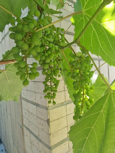 In Bershad, Ukraine, a close-up, eye-level shot captures a cluster of unripe green grapes hanging from a vine. The grapes are small and round, clustered tightly together on stems. Large, vibrant green grape leaves with prominent veins surround the fruit. The background features a cream-colored, tiled wall with horizontal grout lines and scattered dark speckles. Sunlight illuminates the scene, casting bright highlights on the leaves and creating shadows. No people or animals are visible.
