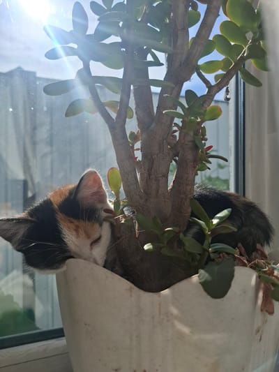 A calico cat is sleeping precariously on the branches of a jade plant, which is in a white planter. The cat's head is tucked into the planter, and its eyes are closed. The jade plant is lush with green, oval-shaped leaves, some with reddish tips. Sunlight streams in from the left, creating lens flare and illuminating the scene. The background appears to be a window with a view of a slightly hazy, sunlit outdoor environment. The cat's fur is a mix of black, orange, and white, with distinctive patches. The overall mood is peaceful and serene, capturing a moment of a cat napping in a sunny spot. The image appears to be taken indoors, by a window, possibly in the late morning or early afternoon given the angle of the sun. There is no visible text in the image.
