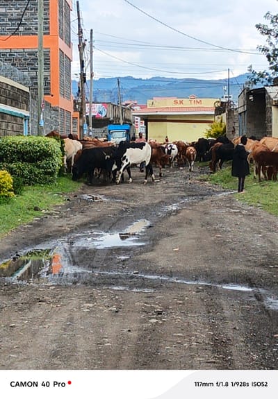 In a wide-angle shot taken at ground level, a herd of cattle occupies a severely rutted and potholed dirt road within Nakuru East ward, Kenya. The foreground is dominated by the uneven road surface marked by scattered pools of rainwater. The herd, comprising a mix of brown, black, and piebald cows, stretches into the middle ground, with some animals grazing along the road's edges.
A woman in a dark coat stands near the herd, seemingly watching over them. The background shows a cluster of buildings and structures, including a two-story orange and gray building to the left, and a blue truck and commercial building with the words "SK TIM" in the distance. Electric poles with numerous wires are visible in the sky. Distant hills can be seen in the background under an overcast sky.