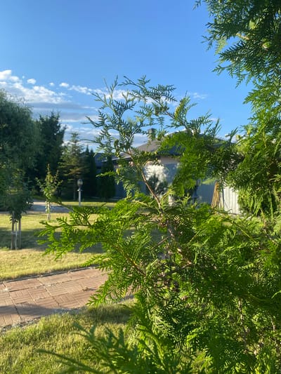 The image depicts a close-up view of a bright green coniferous shrub in the foreground, obscuring much of the background. Beyond the shrub, a brick pathway is visible, laid in a herringbone pattern on the left side of the frame. Adjacent to the pathway is a lawn with dry, golden grass. Further back, several trees and a building with a light-colored exterior and a dark roof are discernible. The sky above is a clear blue with scattered white clouds. The scene appears to be an outdoor residential area, possibly a garden or backyard, in Volzhsk, Russia. There are no people or animals visible in the image. The lighting suggests it is daytime, likely late afternoon due to the long shadows cast by the trees.