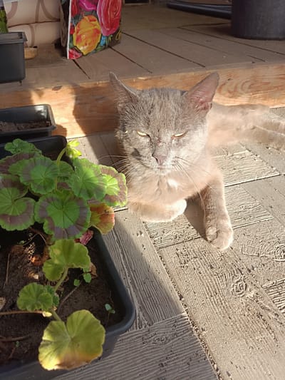 A gray cat with yellow eyes rests on a wooden deck in what appears to be a residential area. The cat is lying down, with its paws tucked beneath it, and its eyes are partially closed, suggesting it is relaxed or drowsy. To the left of the cat, there is a potted plant with green and purple leaves. The deck is made of weathered wooden planks, and the scene is illuminated by sunlight, casting shadows. In the background, there is a glimpse of a bag with floral patterns and a dark pot. This scene is located in Brodokalmak, Russia.