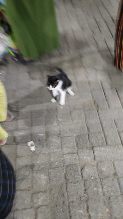 In a slightly blurred medium shot, a black and white kitten stands on a paved ground. The kitten is mostly white with black markings on its back, head, and tail. Its eyes are visible and appear to be yellowish. The ground is made of gray rectangular paving stones. To the left of the kitten, a person's legs are visible, wearing a yellow garment with a pattern and light-colored sandals. Further to the left, another person's legs are visible, wearing a long, flowing green garment. A hint of a striped garment, possibly from another person, is visible on the far right edge of the frame. There is a small white piece of crumpled paper on the ground near the kitten. The lighting suggests it might be daytime, but the blurriness of the image makes it difficult to determine the exact time of day or weather conditions. The overall scene appears to be an outdoor public space, possibly a street or walkway, given the paving stones and presence of people. The kitten's posture suggests it might be alert or curious. No visible text is present in the image. The setting is identified as Sukodono, Indonesia.