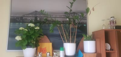 The image depicts an indoor scene, likely a living room or study, featuring a large framed artwork of a bridge and cityscape, possibly the Jacques Cartier Bridge in Montreal, Canada, as indicated by the visual style. In the foreground, a collection of decorative items are displayed on shelves.
On the left, a white pot contains a flowering hydrangea plant with white blossoms and green leaves. To its right, a yellow card with a simple orange cat illustration is propped up. In front of the card, three small, silver bear figurines are arranged in a row. Next to the bear figurines is a white spray can with a green cap.
Further to the right, a tall white pot holds a plant with long, green stems and small leaves, supported by bamboo stakes. Adjacent to this pot is another white pot containing a smaller green plant.
On a higher shelf to the right, several wine glasses are stacked, some appearing to be filled with a red liquid. A black rectangular object is also visible on this shelf. Below the glasses, on a wooden shelf, a round, textured object, possibly a decorative stone or shell, is placed on a dark base. The overall environment suggests a home interior with personal decorative choices. The city of Katowice, Poland is not depicted or suggested in this image.