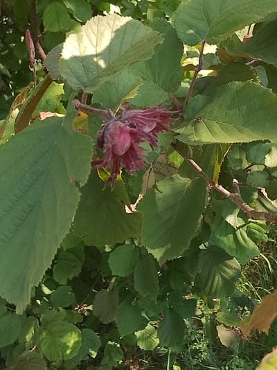 This media file depicts a close-up view of a hazelnut tree in bloom. The foreground is dominated by large, green, serrated leaves, some of which are catching sunlight, creating dappled patterns. In the center of the image, a cluster of unopened hazelnut flowers, in shades of deep pink and burgundy, are visible. These delicate, tasseled blooms are partially obscured by the surrounding foliage. The branches of the tree are brown and somewhat gnarled. The background consists of more green leaves and hints of dry grass and earth, suggesting an outdoor setting. The lighting indicates it is daytime, with sunlight filtering through the canopy. The scene is natural and serene, with no people present. There is no visible text in the image. The location is identified as Патоцкі сельскі Савет, Belarus.