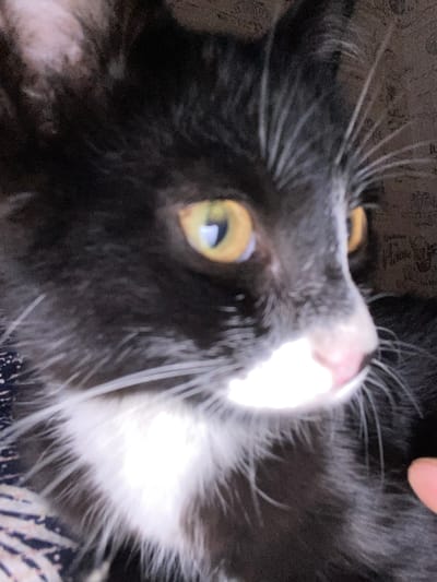 The provided image is a close-up, low-resolution photograph of a black and white cat's face. The cat has striking yellow eyes and a pink nose. Its fur is predominantly black with white markings on its chest and face. The background is out of focus and appears to be a patterned surface, possibly fabric or wallpaper. The image does not contain any information that would indicate its location within the city of Верхний Карбуш, Russia, or any other specific geographic location. There are no people, actions, or interactions depicted in the scene.