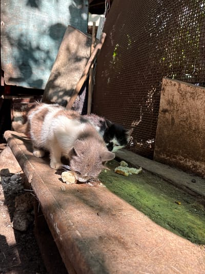 Two kittens are eating pieces of bread on a wooden plank. The kitten in the foreground is a calico with brown and white markings and is sniffing a piece of bread. The kitten behind it is black and white and is also eating bread. The wooden plank is worn and weathered and sits in what appears to be an outdoor, possibly urban or semi-urban environment. In the background, there are various discarded materials, including metal mesh, wood, and possibly construction debris, suggesting a neglected or abandoned area. The lighting indicates it is daytime, with dappled sunlight filtering through. The specific location in Varnița, Moldova, is not visually discernible from the image itself, but the context suggests an outdoor, possibly marginal area within the city.