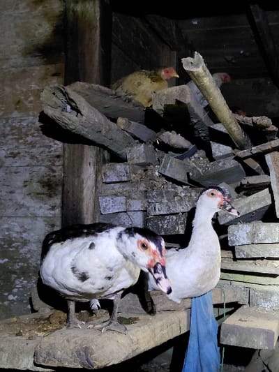 The image captures an interior scene in Blang Pohroh, Indonesia, under dim, focused artificial light. In the foreground, two Muscovy ducks are positioned on a rough, weathered wooden beam. The duck on the left displays black and white plumage with distinct red and black caruncles around its eyes and beak, its head lowered and facing right. The duck on the right is primarily white, with red-pink coloration around its beak and eyes, standing upright and facing right. A blue piece of fabric hangs vertically from a beam behind the white duck. In the mid-ground, a cluttered structure composed of stacked, irregular wooden elements, possibly mixed with stone or concrete blocks, supports at least two light-brown chickens, each exhibiting a red comb and wattle. The environment is characterized by aged wooden planks and beams forming the structure, with most of the background obscured by darkness due to limited illumination. Scattered debris is visible on the foreground beam.