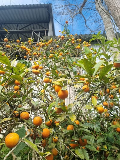 An outdoor, low-angle shot captures a branch-laden citrus tree with numerous ripe, orange fruits hanging amongst green leaves against a backdrop of a clear blue sky. The tree is positioned in front of a grey, corrugated metal roof structure with visible support beams. To the right of the tree, a thick, textured tree trunk of a different species is visible, partially obscured by the citrus tree's foliage. The scene appears to be located in Mogi das Cruzes, Brazil.