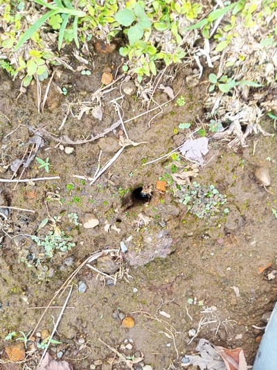 The image displays an overhead view of a damp, dark brown earth surface located in Abbireddygudem, India. The ground is characterized by a mixture of moist soil, scattered small stones, and sparse vegetation, including green leafy plants, moss, and dry organic matter such as twigs and leaves. A prominent, dark, sub-circular aperture, approximately 5-7 centimeters in diameter, is visible slightly to the right of the image center, indicating a burrow or cavity extending into the ground. A smaller, irregular depression is present adjacent to the main aperture. A segment of a light-grey, possibly metallic, cylindrical object is partially visible along the lower right edge of the frame. No individuals, animals, or specific actions are discernible within the scene.