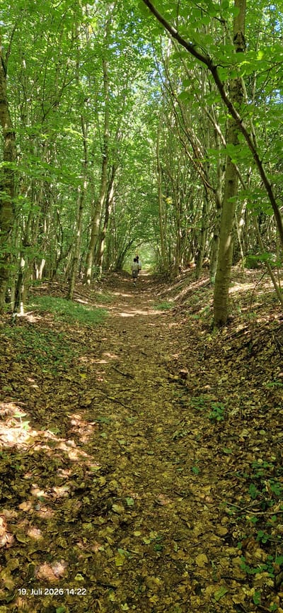 A person is walking on a leaf-covered dirt path through a dense forest. The path is surrounded by numerous trees with green foliage, creating a canopy overhead. Sunlight filters through the leaves, dappling the path with light and shadow. The ground is covered in a thick layer of fallen leaves, predominantly in shades of brown and yellow. There are some patches of green undergrowth visible along the sides of the path. The image appears to be taken from a low angle, looking down the path as it recedes into the distance. A timestamp in the lower left corner reads "19. Juli 2026 14:22". The scene is located in Neustadt am Kulm, Germany.