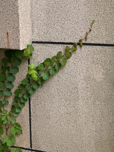This media file depicts a close-up view of a textured, light-colored concrete wall with a dark vertical seam. A vine with green leaves is growing diagonally across the wall, starting from the lower left and extending towards the upper right. The vine is thin with small, serrated leaves. The wall appears to be part of an exterior structure, possibly a building. In the lower left corner, a section of a lighter-colored, rougher textured concrete block is visible, forming a ledge or base. The lighting suggests it is daytime, with no distinct shadows that would indicate a specific time. The overall scene is simple and focused on the natural element of the vine against the man-made wall. There is no visible text. The location context is Mokpo-si, South Korea.