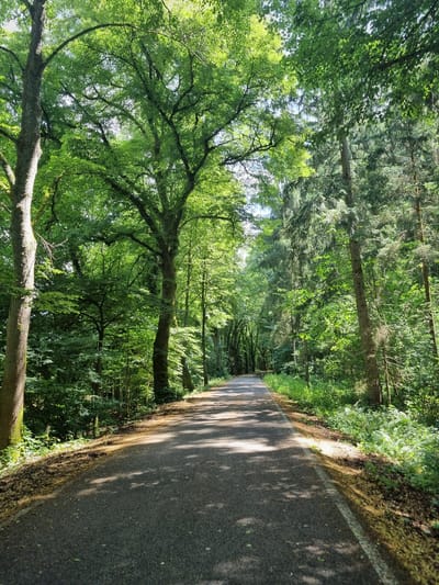 An asphalt road winds through a dense, sun-dappled forest. Tall trees with lush green canopies line both sides of the road, casting dappled shadows on the asphalt. The foliage is thick, with various shades of green from broad-leafed trees and coniferous evergreens. Sunlight filters through the leaves, creating bright patches and shadows. The road appears to be a pathway or a quiet street, devoid of any vehicles or pedestrians. The environment is serene and natural, suggesting a park or a rural area within the city of Dahn, Germany, likely a recreational path.