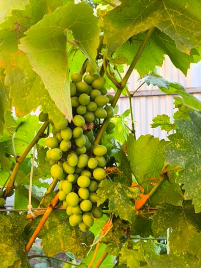 A cluster of unripe green grapes hangs from a vine amidst lush green leaves. The grapes are small and round, tightly packed together on stems. The leaves are broad and veined, some showing signs of yellowing or spotting. The background is blurred, but hints of a white corrugated fence and distant structures suggest an outdoor setting, possibly a vineyard or garden within the city of Yuzhno-Sukhokumsk, Russia. The lighting indicates it is daytime, with the sun casting soft shadows. There are no people or animals visible in the image.