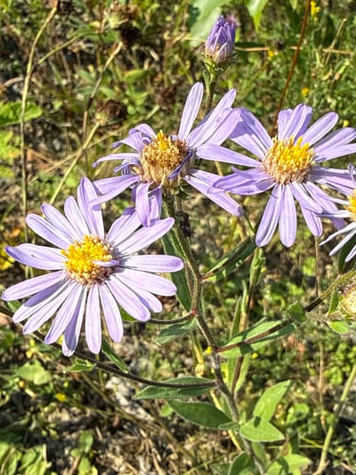 This is a close-up, high-angle, vertical outdoor shot of three purple aster flowers with yellow centers and some unopened buds. The flowers are in focus, with the background consisting of dry grass, green foliage, and brown debris. The lighting suggests it is daytime, with sunlight highlighting the petals and centers of the flowers. The scene appears to be in a natural, uncultivated setting.