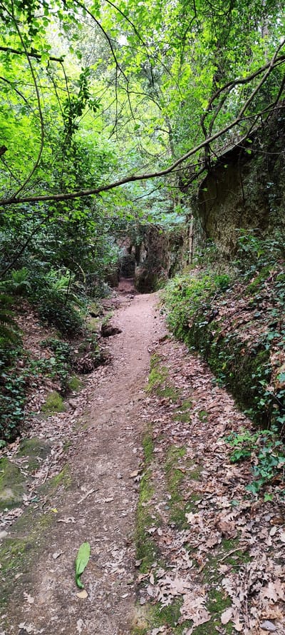 The image depicts a narrow, unpaved path leading through a heavily wooded area, likely within the location of Corchiano, Italy, given the vegetation and terrain. The path is flanked by moss-covered earthen walls on the right and a dense collection of ferns and low-lying plants on the left. The ground is covered with fallen leaves, suggesting a natural setting, possibly during or after autumn. The path leads toward a darker, tunnel-like passage in the distance. Trees overhead form a canopy, creating a sense of enclosure and dim lighting along the path. There are no people visible in the frame.