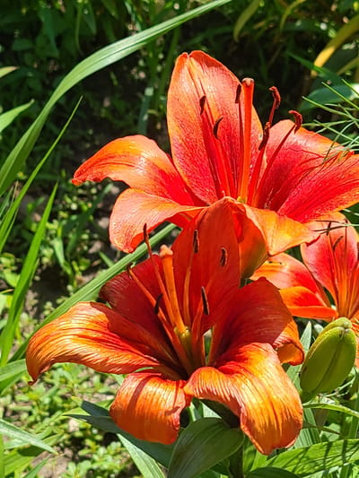In Mala Pereshchepyna, Ukraine, a close-up shot captures several vibrant orange lilies in bloom. The flowers are the primary subjects, with their petals unfurled and revealing delicate stamens. In the background, lush green foliage provides a natural setting, with hints of sunlight dappling through the leaves. The scene is serene and evokes a sense of natural beauty.