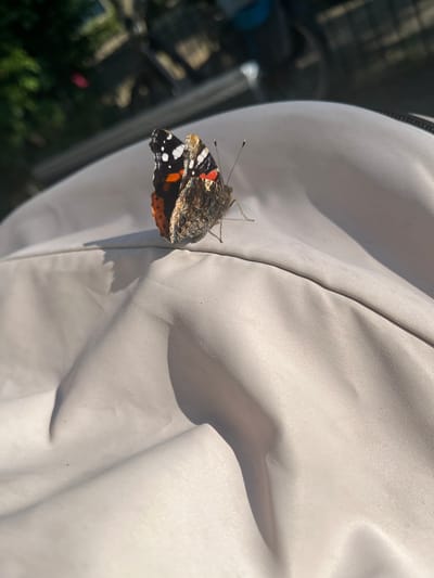 A Red Admiral butterfly (Vanessa atalanta) rests on a light-colored, textured surface, likely fabric. The butterfly's wings are partially open, revealing their distinctive black, orange, and white markings. Its body is dark and fuzzy, with delicate antennae extending forward. The butterfly is positioned on a curved surface, casting a small shadow.
The background is softly blurred, with hints of greenery and what appears to be a darker, possibly man-made structure, suggesting an outdoor setting. The lighting indicates it is daytime, with sunlight creating highlights and shadows on the fabric. The overall impression is of a quiet moment in nature, observing the intricate details of the butterfly.
The location is specified as Nijmegen, Netherlands. No text is visible in the image.