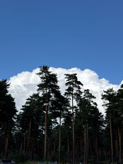 In Suži, Latvia, a dense, dark forest of tall coniferous trees dominates the lower portion of the frame. The trees, primarily pines, exhibit slender, straight trunks with dark green foliage clustered towards their tops. The forest floor is obscured by the dense growth, but glimpses of smaller evergreens and underbrush are visible. Above the treeline, a vibrant, clear blue sky occupies the upper section of the image, punctuated by a massive, fluffy white cumulus cloud that billows dramatically, its textured surface catching the sunlight. The overall impression is one of natural beauty and serenity, with the imposing forest contrasted against the expansive sky and cloud formation. There are no people or animals visible in the image.
