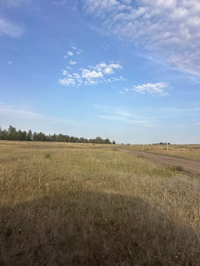 The image depicts a wide-angle, landscape view of a rural environment, possibly on the outskirts of Novonikolaevka, Russia. The scene is dominated by a vast expanse of dry, golden-brown grass that covers the foreground and midground. A dirt road curves through the grassy field, leading the eye towards the horizon. In the distance, a line of dark green coniferous trees forms a dense forest bordering the field. The sky above is a clear, pale blue, dotted with scattered white clouds. The lighting suggests it is daytime, likely late afternoon or early evening, given the warm tones of the grass and the quality of the light. There are no people or animals visible in the frame. The environment appears natural and undeveloped, with the dirt road suggesting a minimal human presence for travel or access within the area.