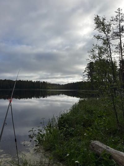 The image captures a serene natural landscape in Aleksandrovka, Russia, centered on a calm lake under an overcast sky. In the lower-left foreground, a dark-colored fishing rod is positioned, angled upwards and extending over the water, supported by a stand with an orange holder. The lake's surface is still, exhibiting clear reflections of the cloudy sky and the dense forest lining the far bank. Near the foreground bank, the water shows areas of light-colored surface residue, likely algae or pollen. The immediate right bank is overgrown with dense green vegetation, including various grasses, broad-leafed plants, and several small plants with white blossoms. A segment of a weathered, light-colored log is partially visible in the bottom right corner, resting amidst the foliage. The opposite shore of the lake is delineated by a continuous, dark green forest composed primarily of tall coniferous trees and some deciduous trees, which are also reflected in the water. The sky is dominated by thick, gray clouds, with some brighter patches indicating diffused light penetration. No individuals, animals, or artificial structures other than the fishing rod are explicitly visible within the scene.