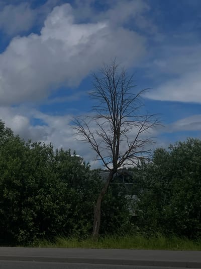The image depicts an outdoor scene with a focus on a bare tree silhouetted against a partly cloudy blue sky. The tree's branches are intricate and spread out, with no leaves visible, suggesting it might be winter or a dead tree. Lush green foliage from other trees or bushes frames the right and bottom portions of the image, creating a contrast with the bare tree. A grey paved surface, possibly a road or sidewalk, runs along the far right edge. The sky has scattered white clouds against a clear blue background, indicating fair weather. The overall impression is one of nature in an outdoor setting, possibly a park or a roadside, with a juxtaposition of barren and verdant elements. No people, specific objects, or text are identifiable. The lighting suggests it is daytime.