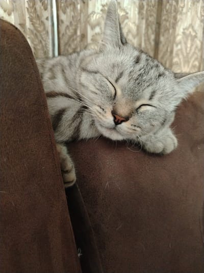 A grey and white tabby cat is sleeping on a brown textured surface, possibly a couch or armchair. The cat's eyes are closed, and its head is resting on its paws. The background consists of a light-colored curtain with a floral pattern. The image appears to be a close-up shot, focusing on the sleeping cat. The lighting is soft, suggesting it might be indoors. There is no information available to determine the location within the city of Большой Улуй, Russia, or any other specific details about the environment beyond what is visible in the photograph.