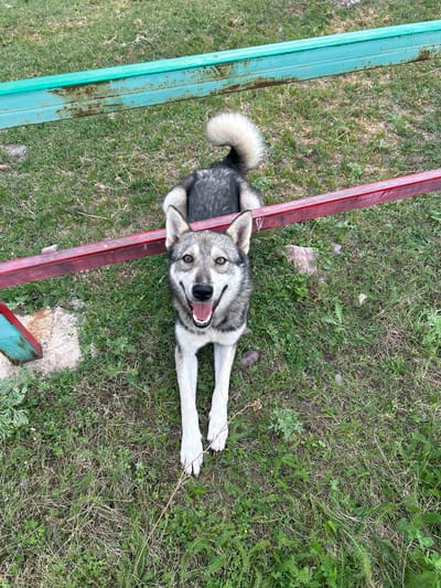 A grey and white husky-type dog lies on its belly on a grassy area, looking up at the camera with its mouth open in a pant. The dog is positioned in the foreground, with its head centered and its body extending backward. Behind the dog, two horizontal metal bars are visible. The upper bar is painted teal and shows signs of rust. The lower bar is painted red and is closer to the dog. The background consists of a patchy green lawn with some scattered rocks and vegetation. The scene appears to be outdoors, possibly in a park or a backyard. The location is identified as Дачи Кегети, Kyrgyzstan.